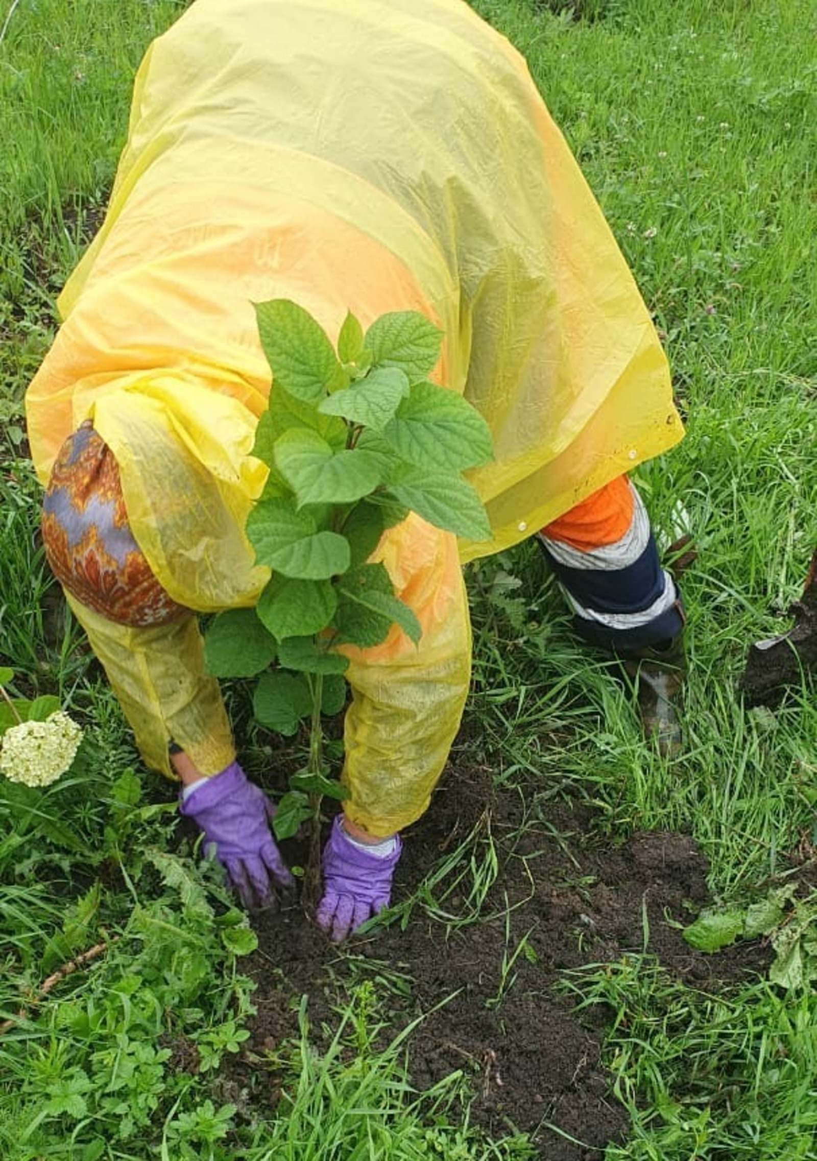 В Уфе вандалы вырвали цветущие гортензии с клумбы