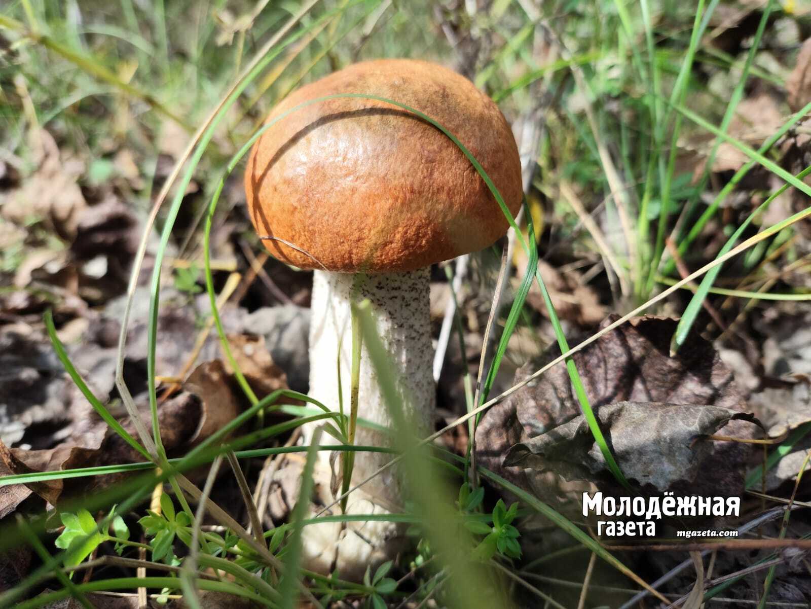 В Башкирии за сутки спасли шестерых заблудившихся в лесах людей