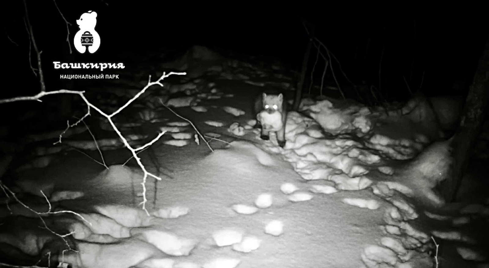 стоп-кадр видео