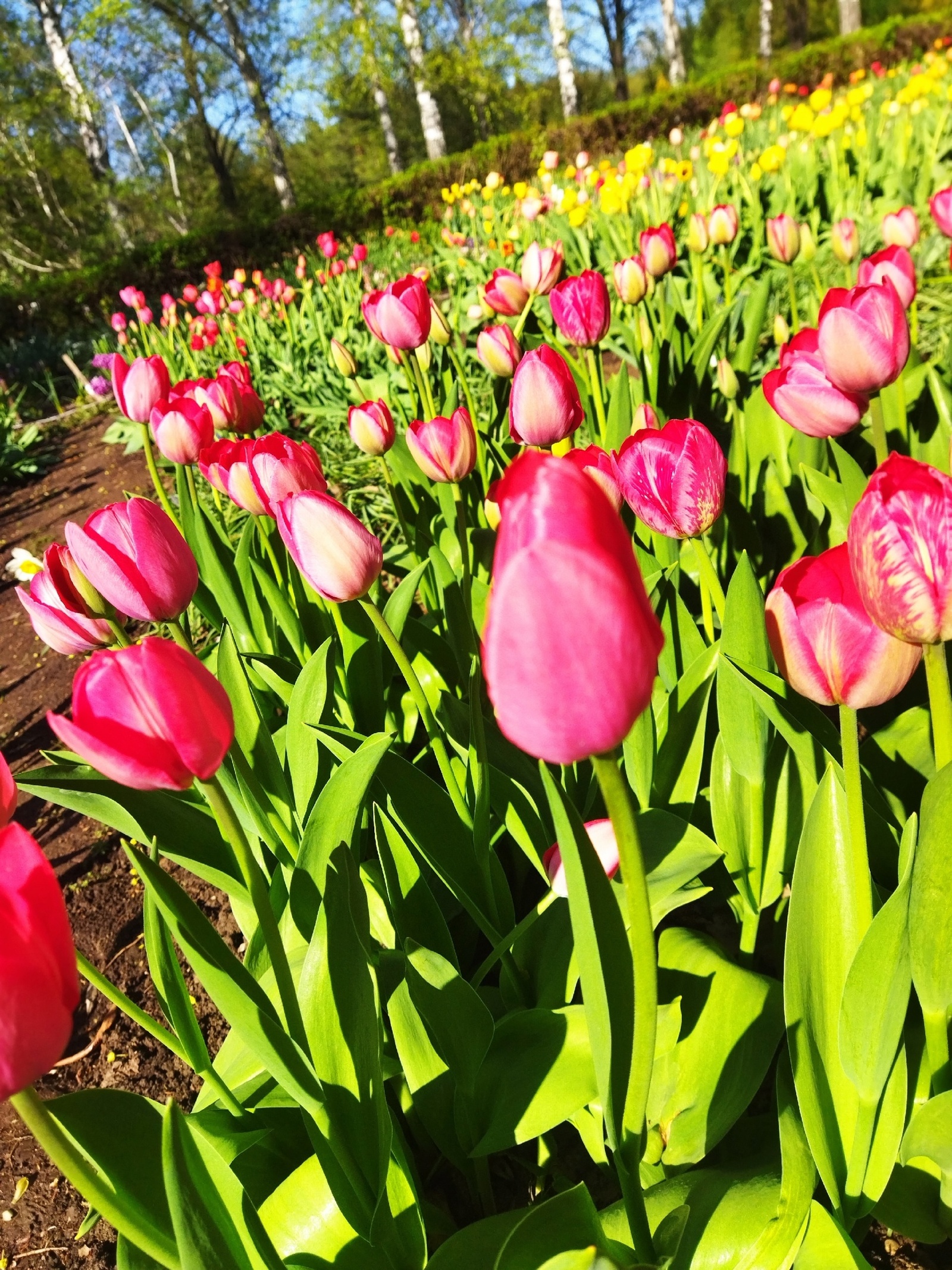 В Уфе цветы и растения восстановились после снегопада