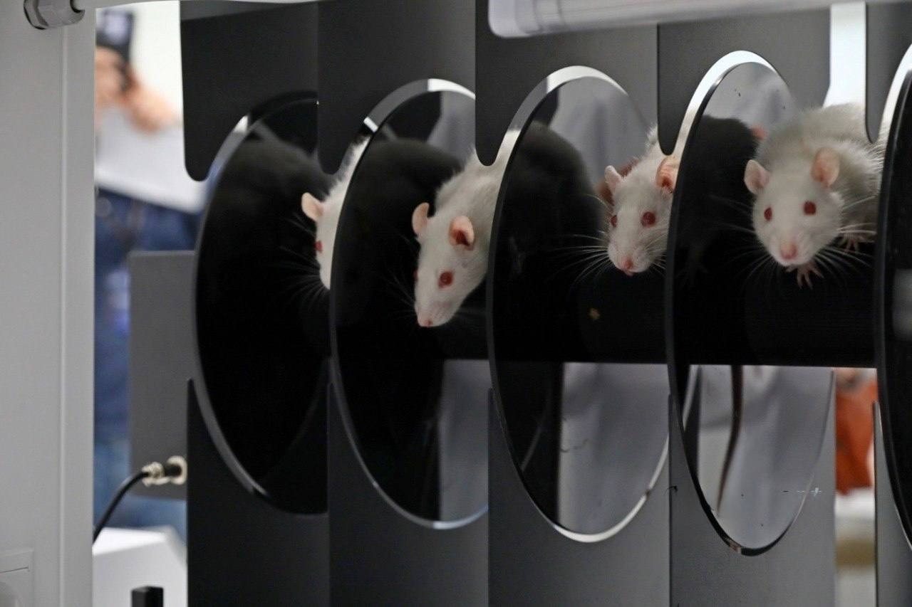 В Межвузовском студенческом кампусе Уфы разрабатывают новый антидепрессант