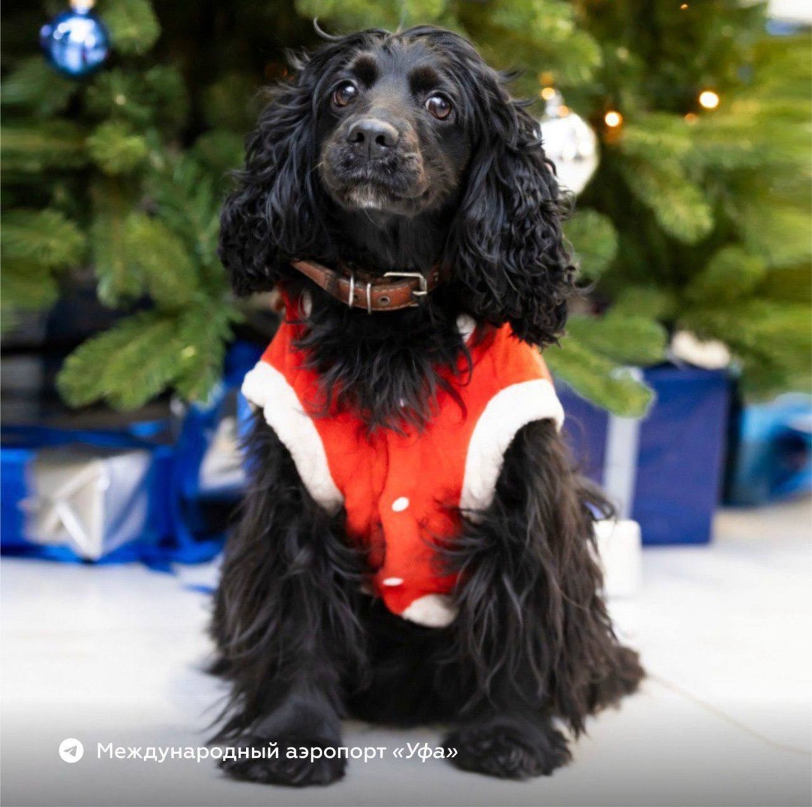 пресс-служба аэропорта «Уфа»