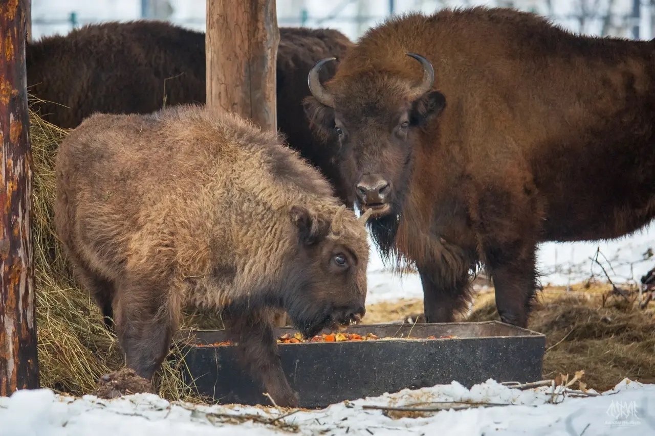 В Башкирию из Беларуси привезут еще девять взрослых зубров