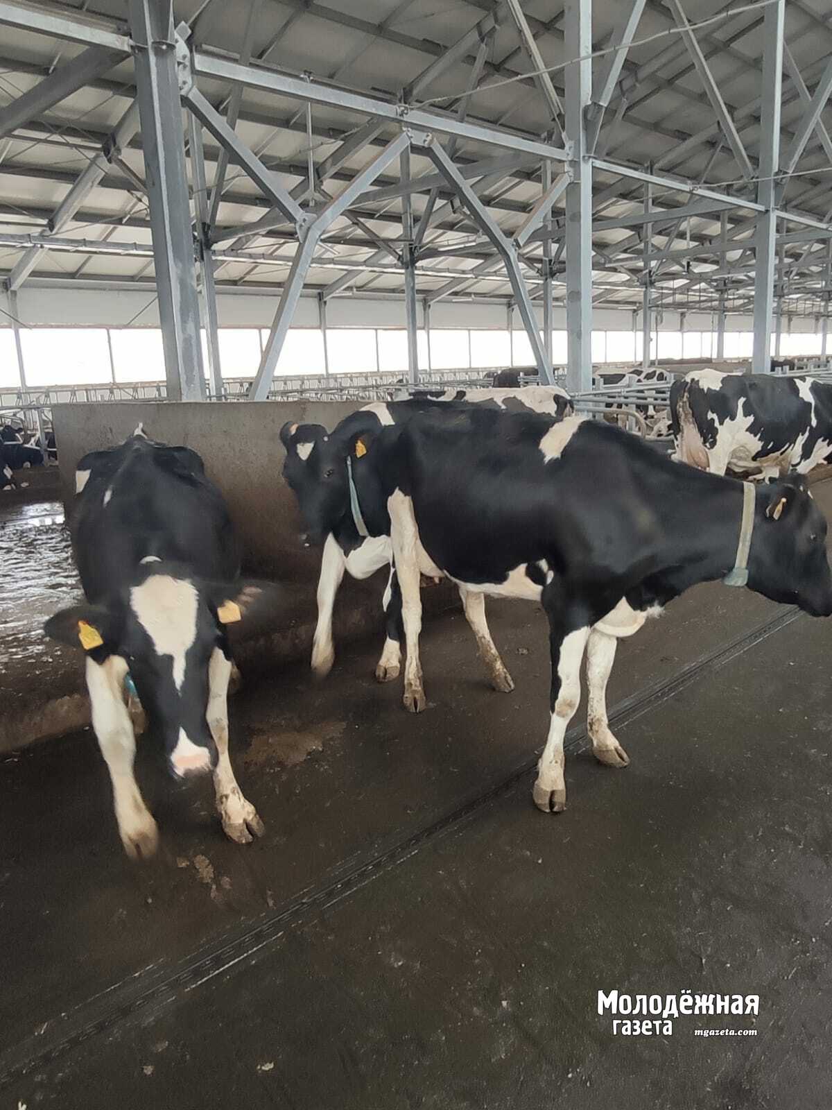 В Башкирии к 2026 году построят школу и 100 домов для работников АПК