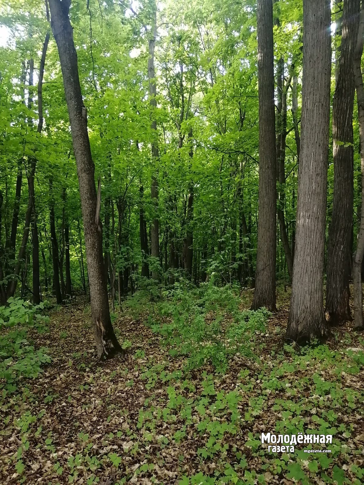 В Башкирии перевыполнен ключевой показатель проекта Сохранение лесов
