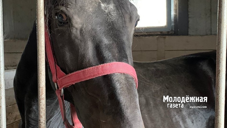 Башкирские кони в галопе: Акбузат удвоил оборот и готовит новый беговой трек