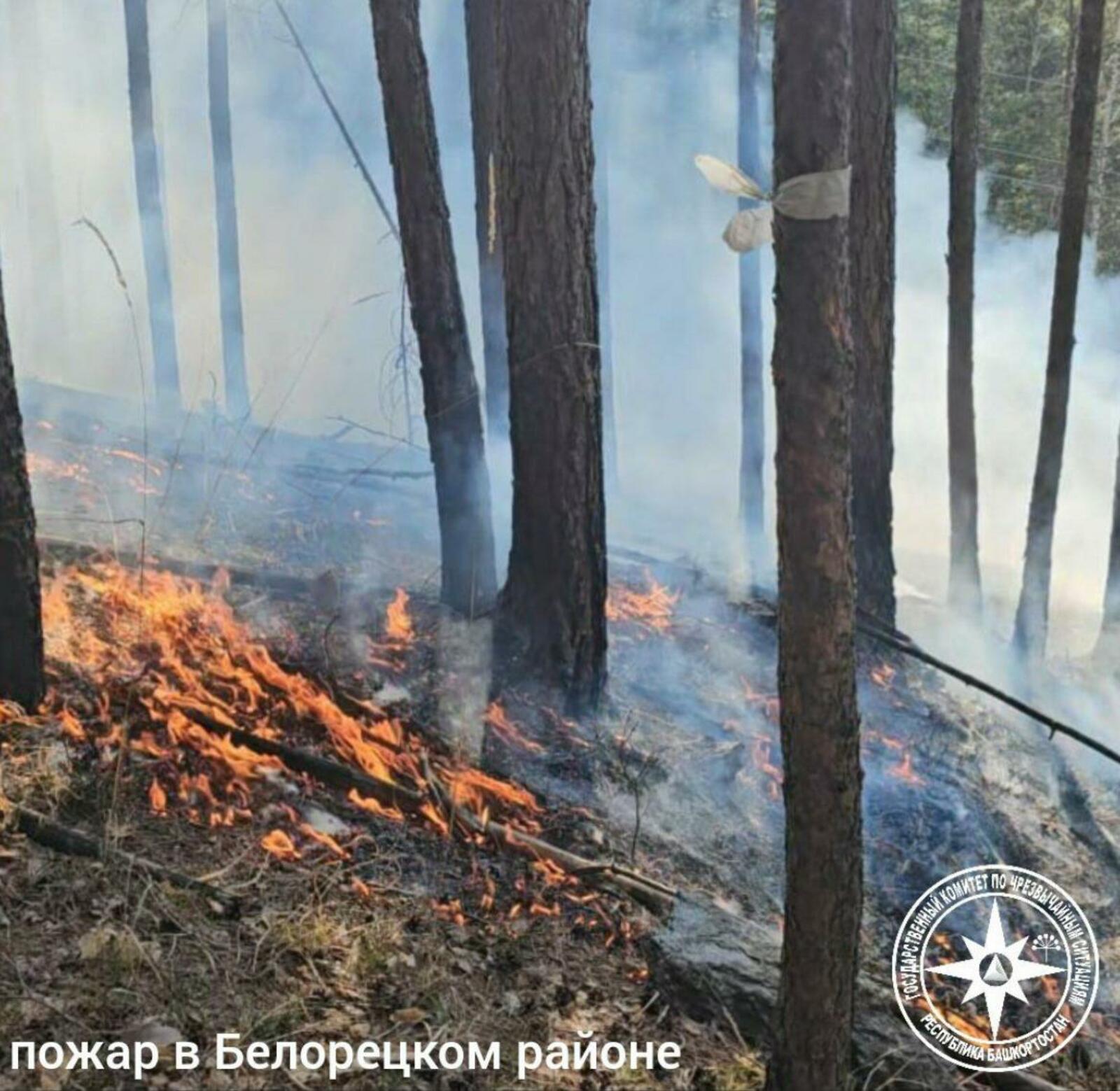 В Башкирии за сутки потушили два лесных пожара