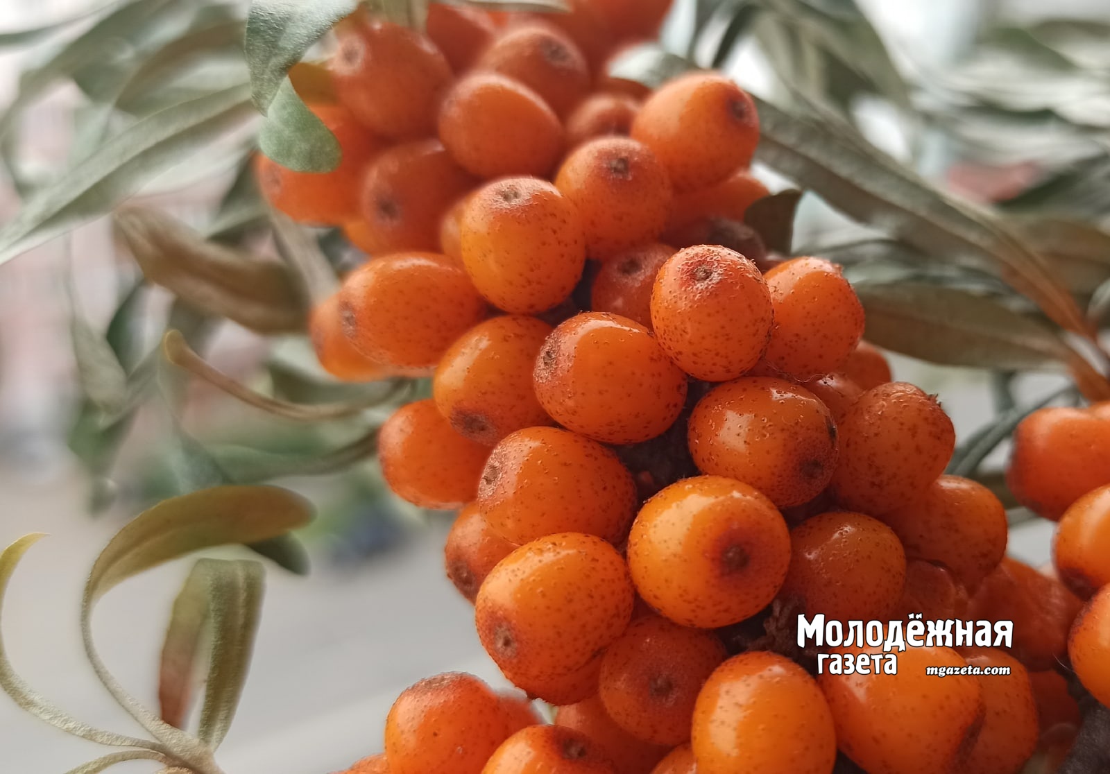 Как резкий подъем температуры в Башкирии отразится на урожайности?