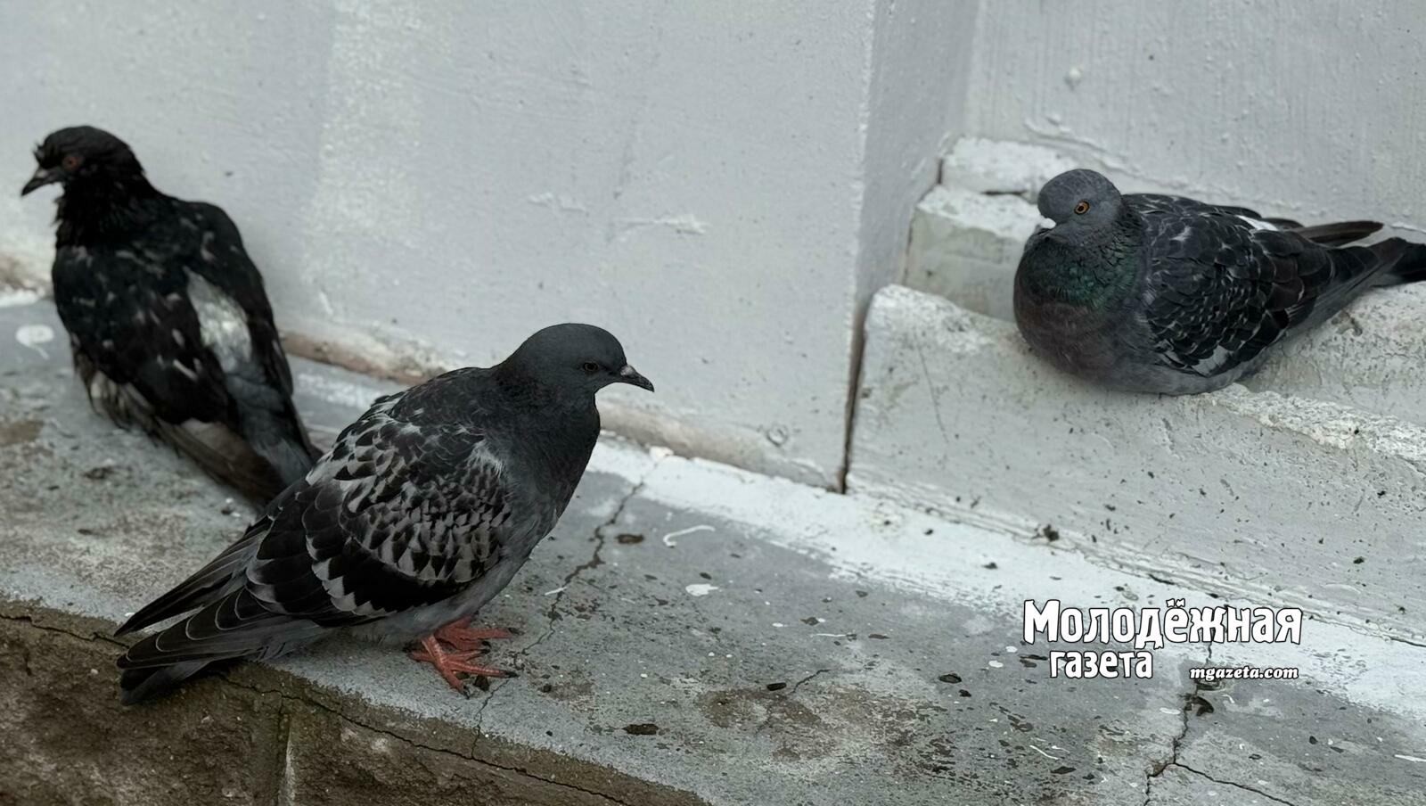 Гули-гули: за кормление голубей могут оштрафовать до 250 тысяч рублей