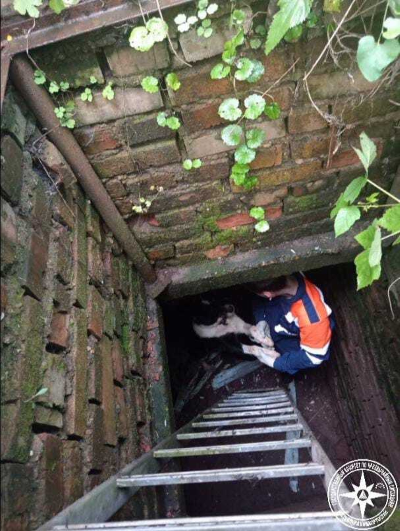 В Уфе собака провалилась в погреб