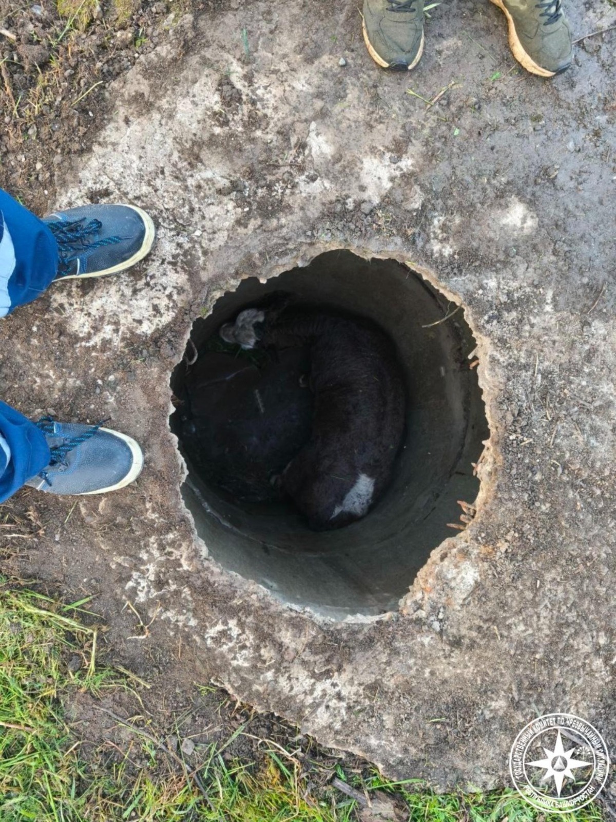 В Башкирии спасли теленка, провалившегося в заброшенный колодец