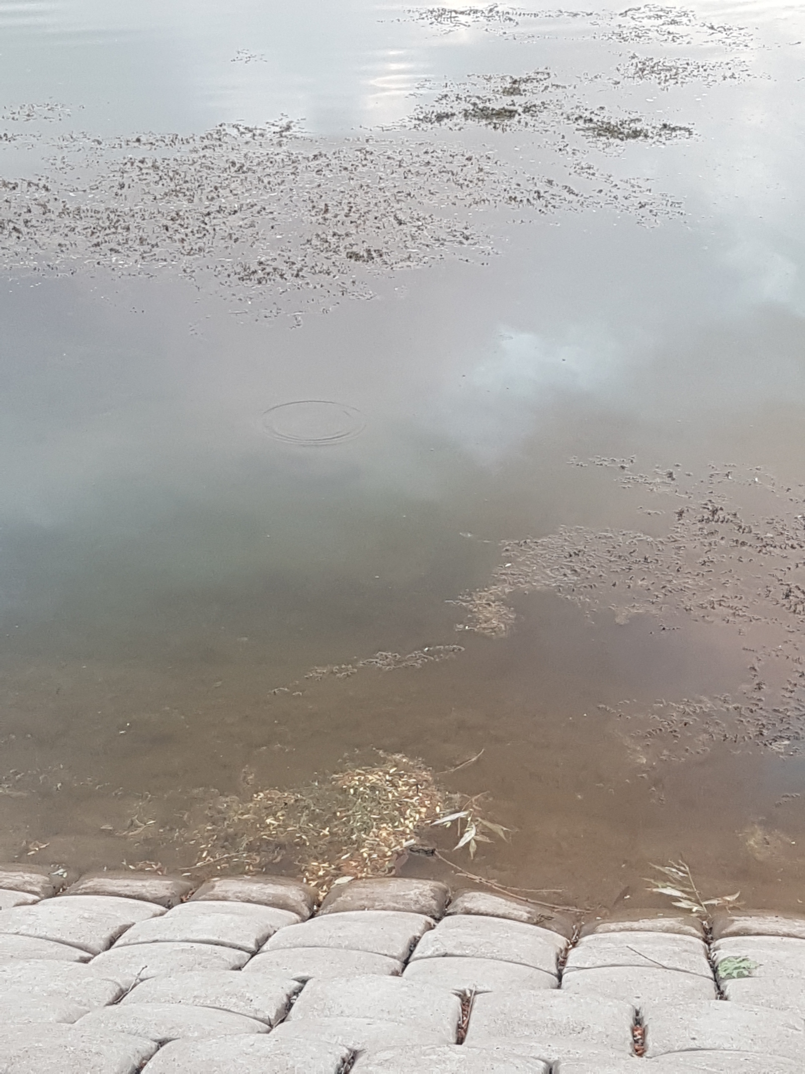 В Башкирии из реки Дема извлекли тело 56-летнего мужчины