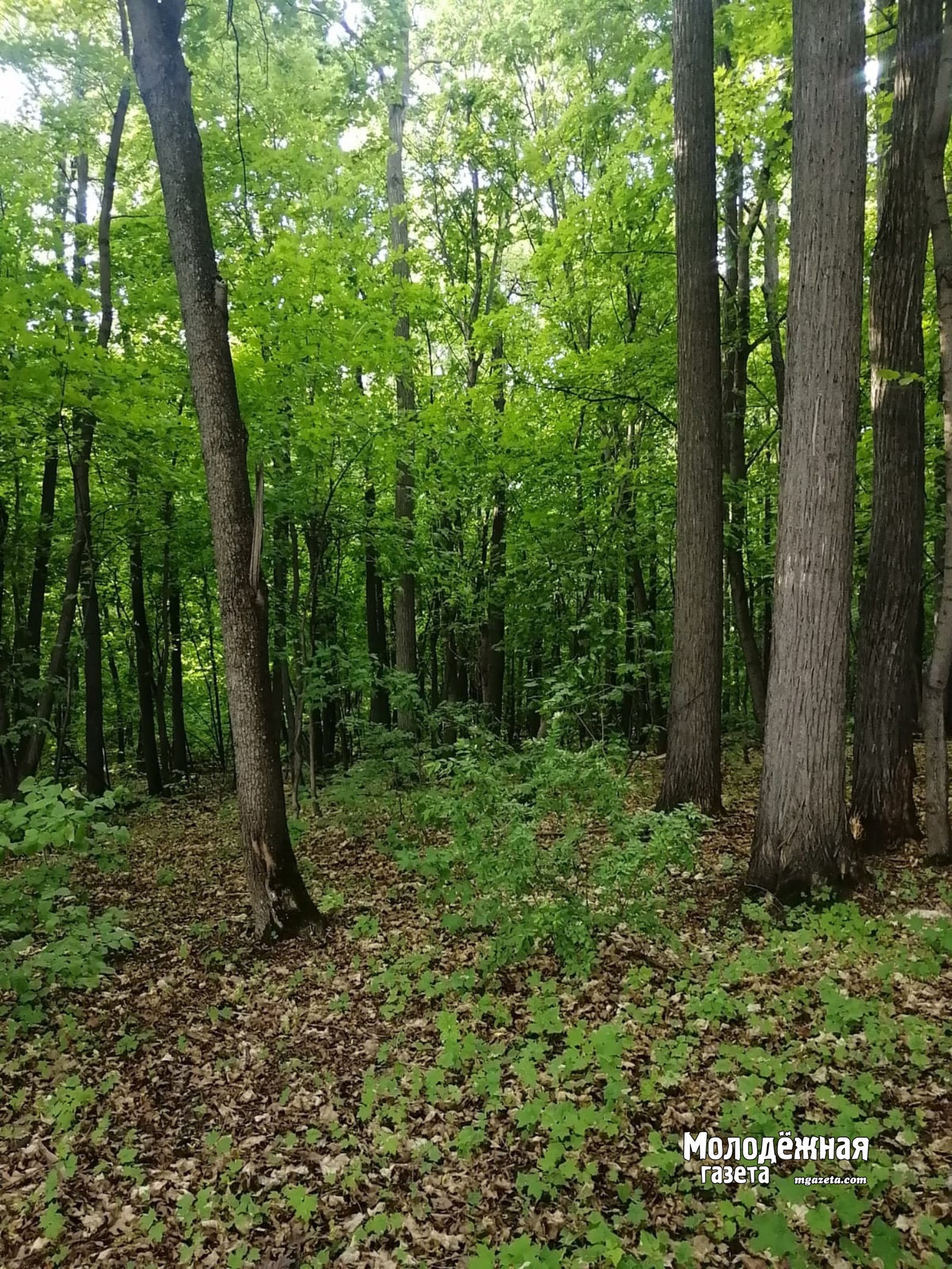 В Башкирии за сутки в лесу потерялись шесть человек