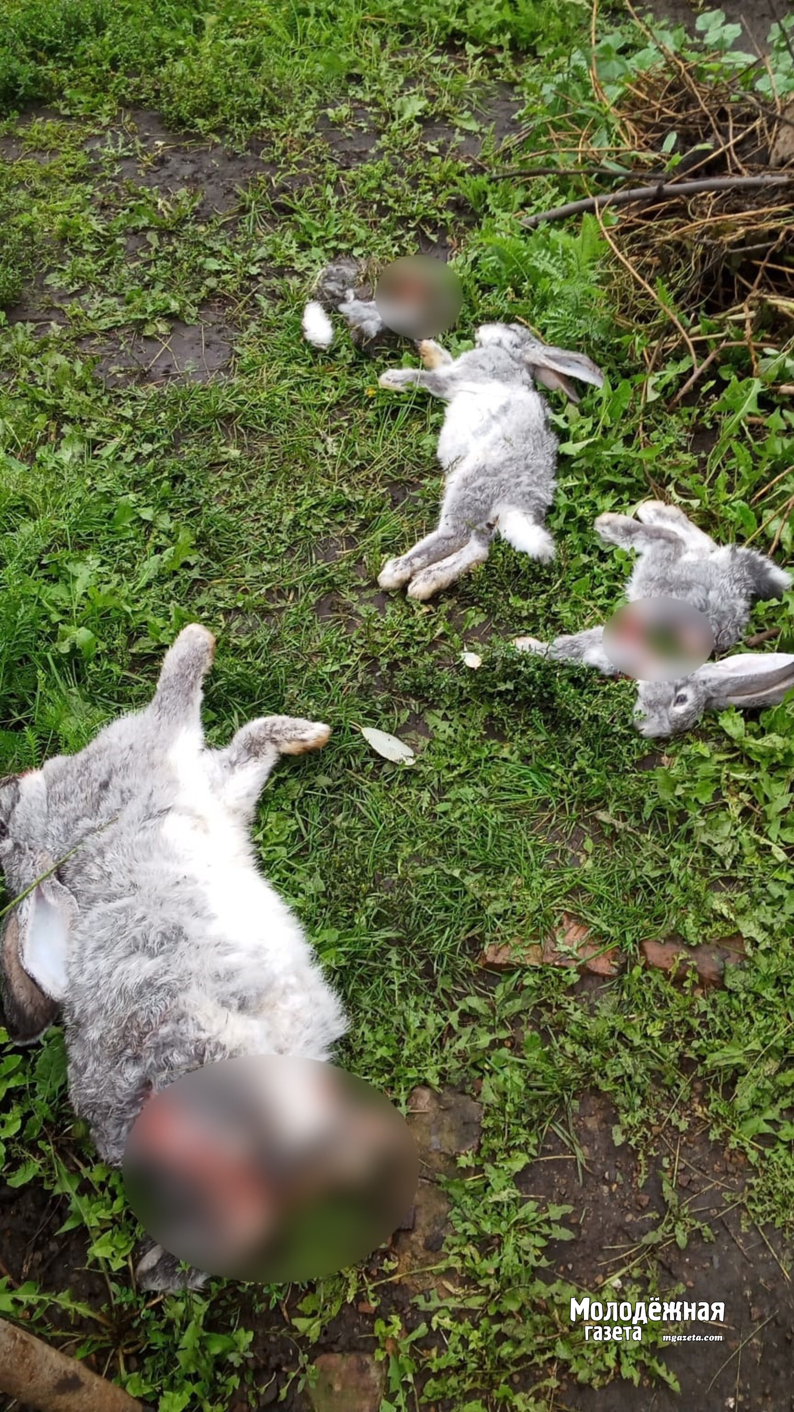 Чупакабра растерзала кроликов в садах под Уфой