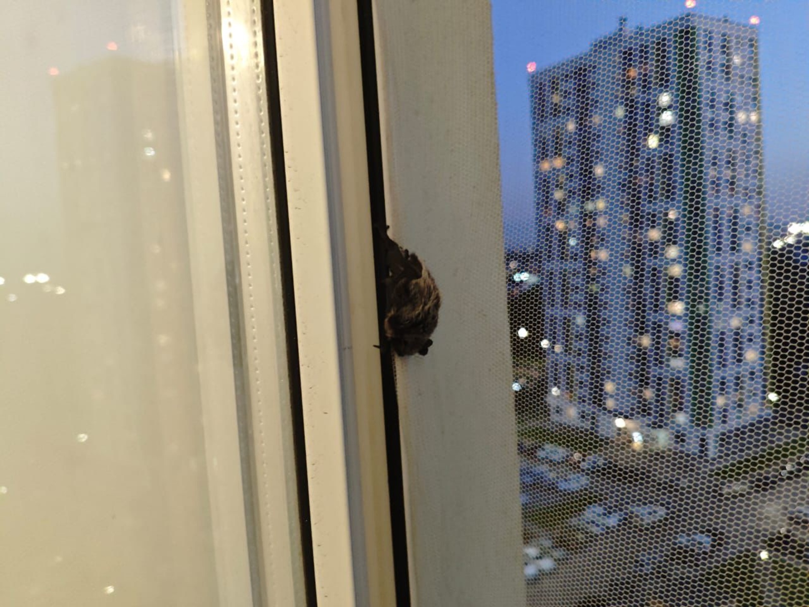 Летучую мышь спасли из квартиры в Уфе