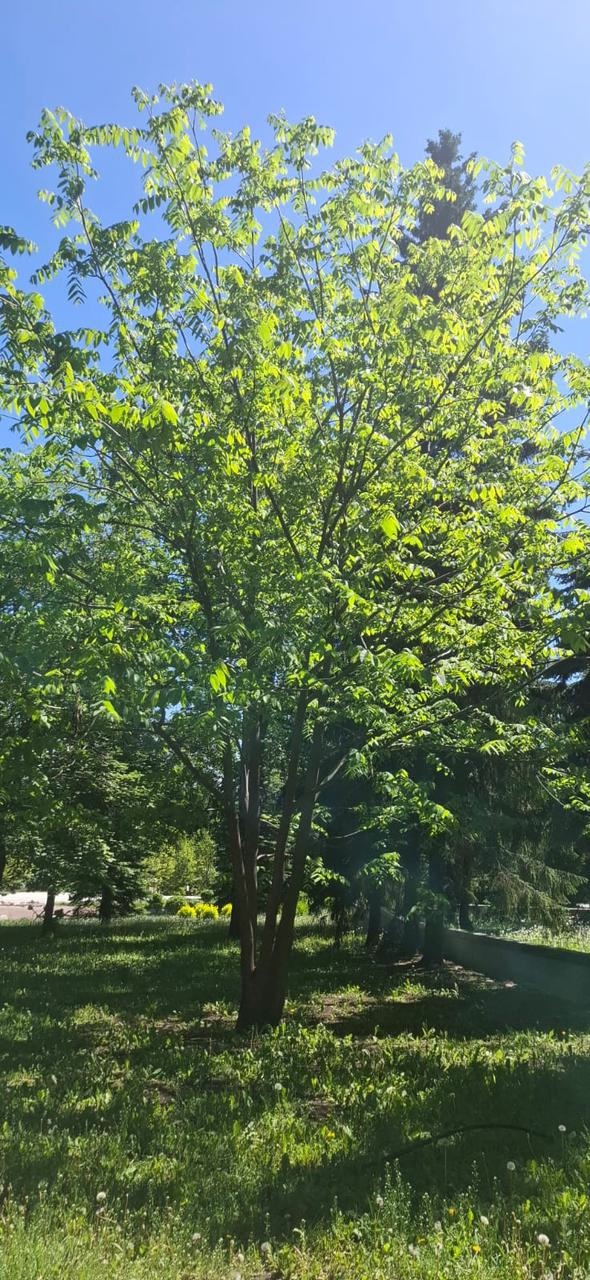 В Уфе в парке им. В.И. Ленина не будут кронировать редкие деревья