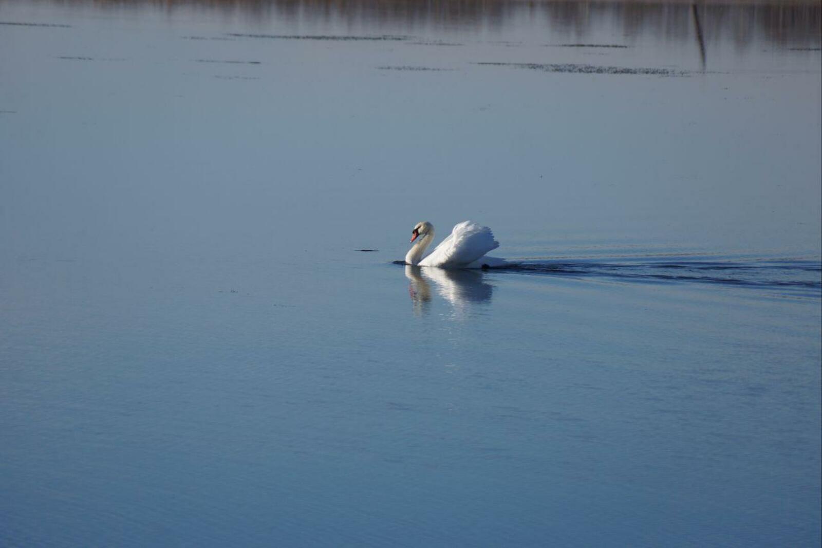 На озере в Башкирии наблюдается сезонный пик численности лебедей