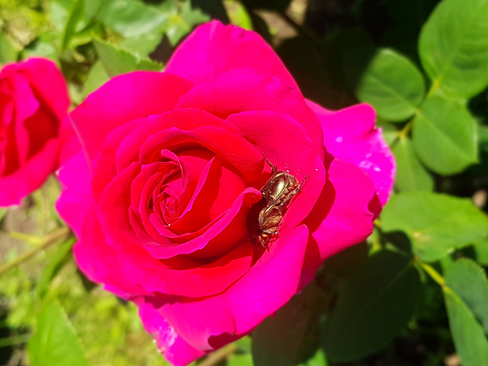 В Башкирии местами ожидаются заморозки в воздухе и на поверхности почвы