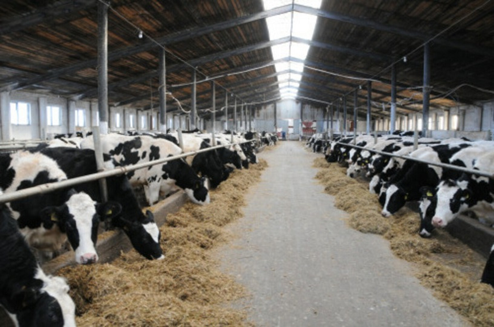 Генетика роста: Башкирия вложит 7 млн в ДНК-тесты 35 тысяч коров