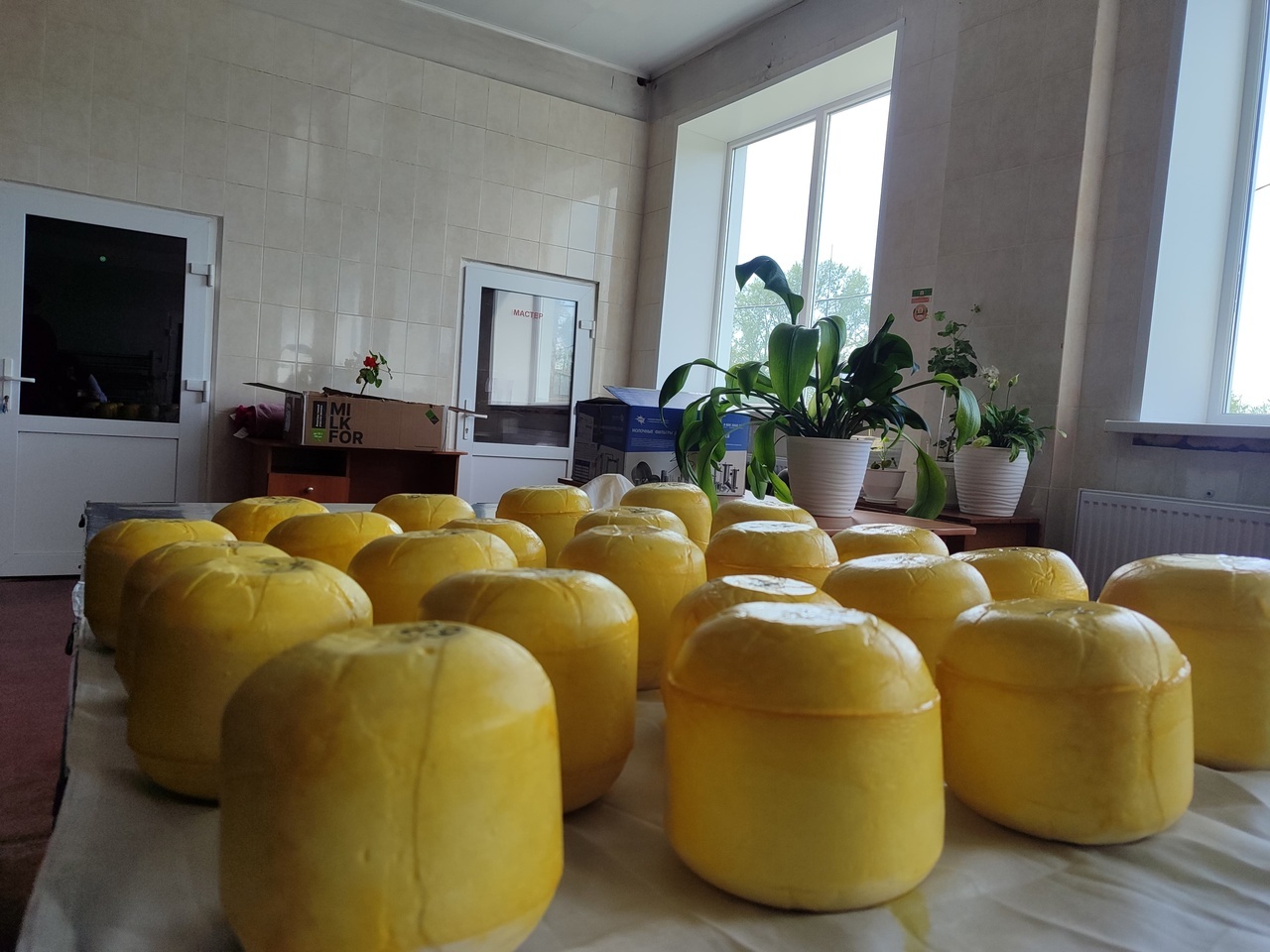 В Бакалинском районе Башкирии возобновили производство легендарного сыра