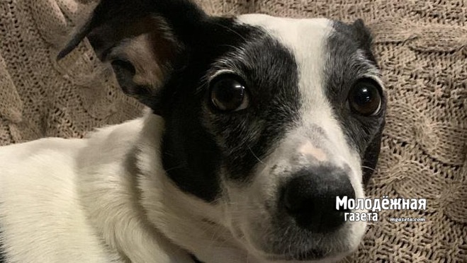 В Уфе пройдет фестиваль Рок в защиту животных  2026