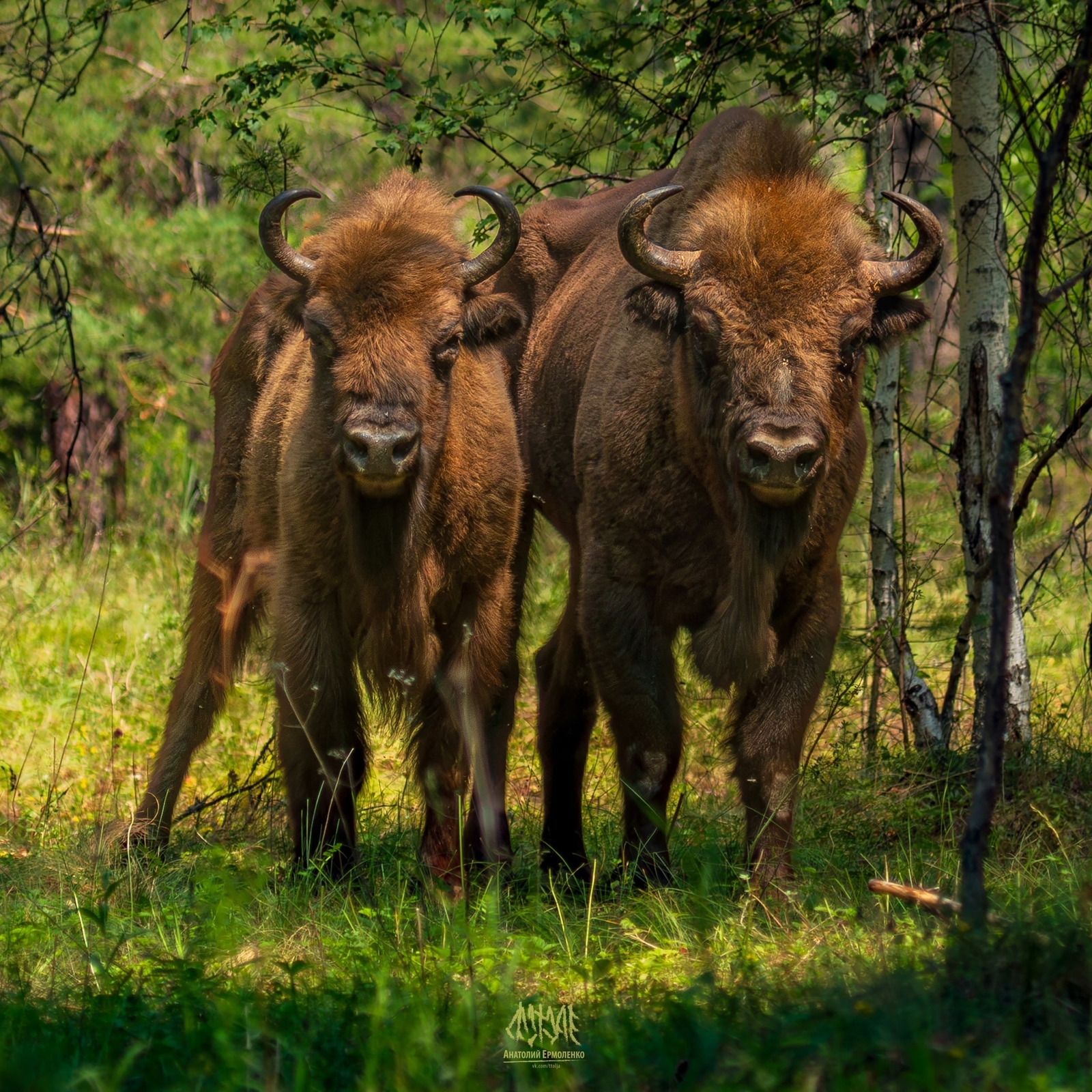 Из Беловежской пущи на Урал: как в Башкирии создают новый дом для зубров
