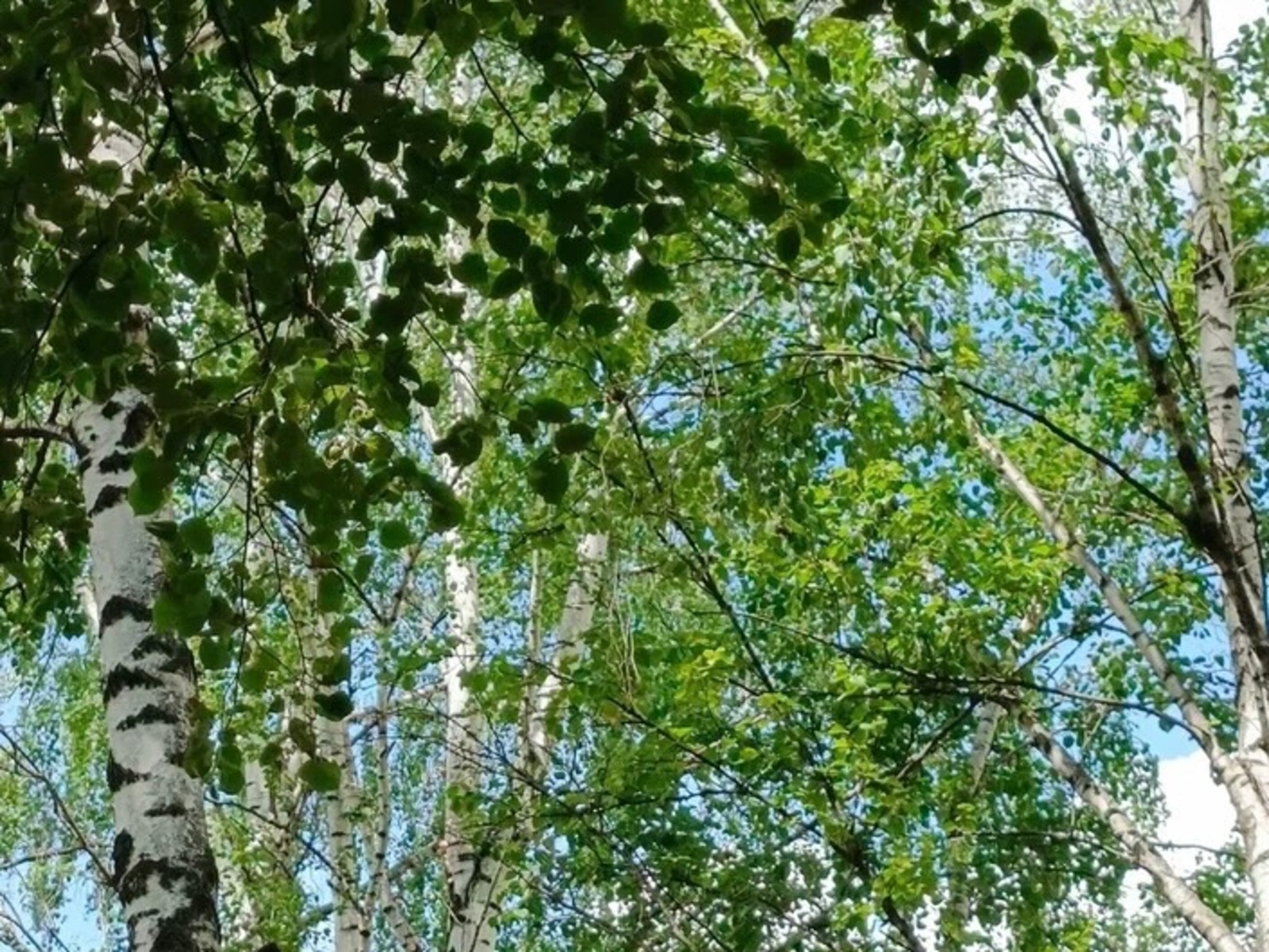 Розалия Хисаева fotobank02.ru