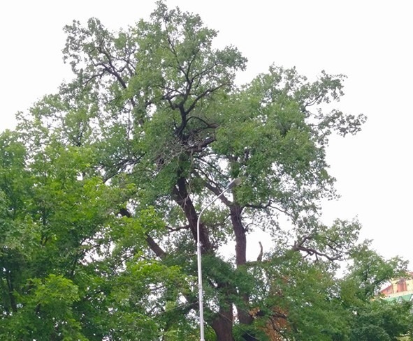 Уфимскому 234-летнему дубу может быть присвоен статус Дерево года