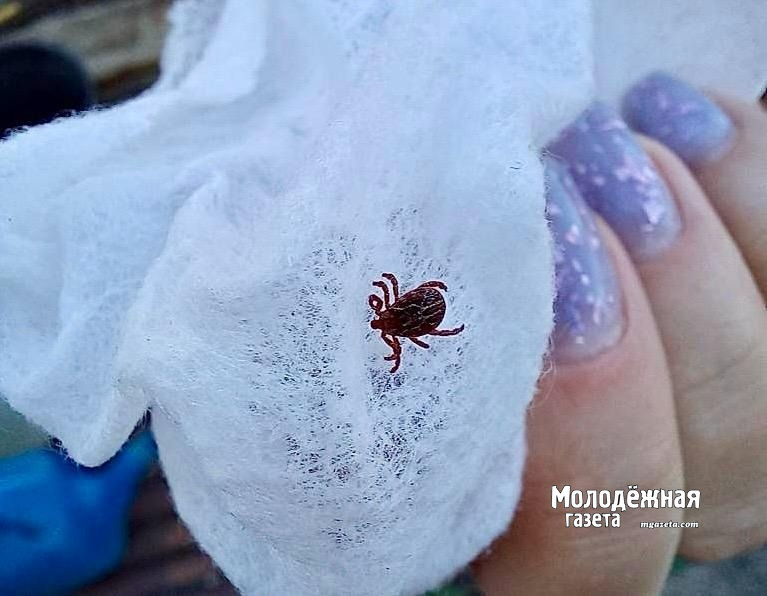 Минздрав Башкирии сообщил о начале сезона клещей