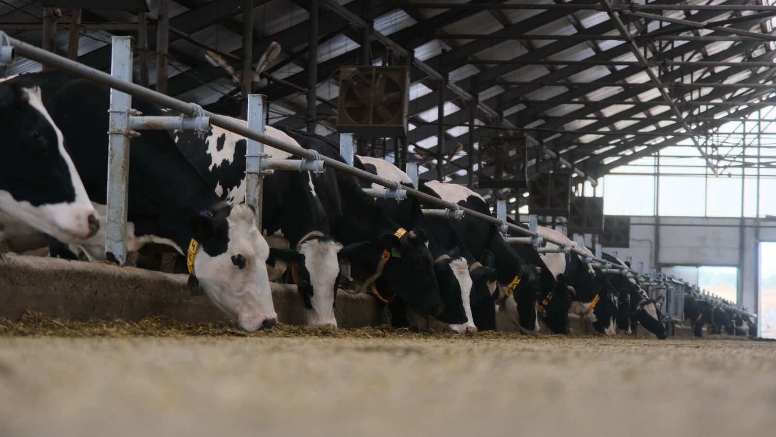 Башкирия направит более 8 млн рублей на генетическую экспертизу племенного скота