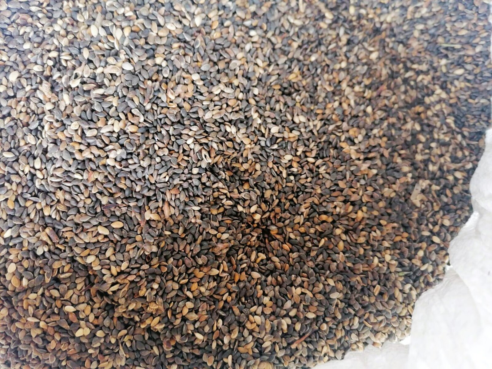 Башкортостан заготовил 3,2 тонны семян для возрождения своих лесов