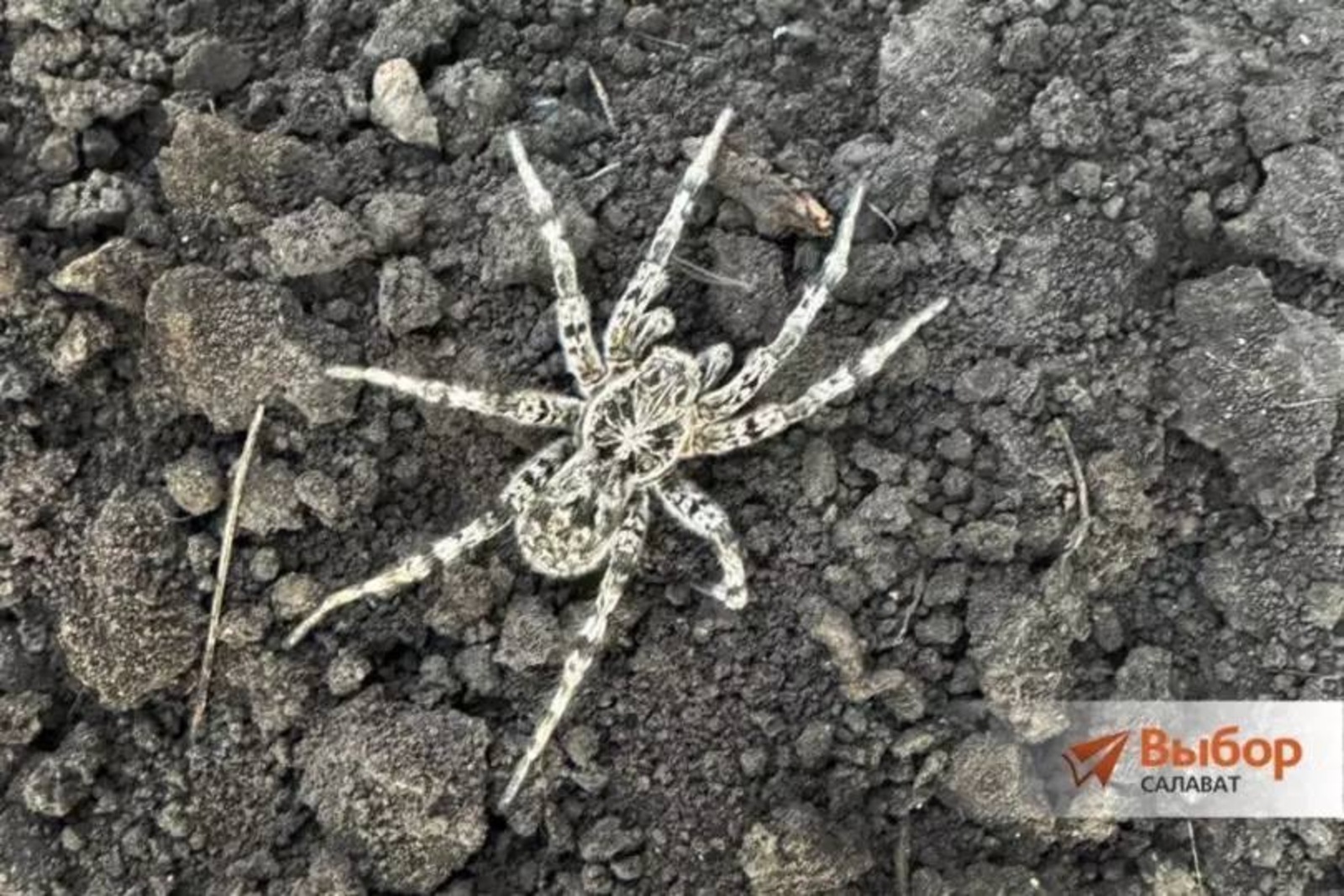 газета «Выбор»