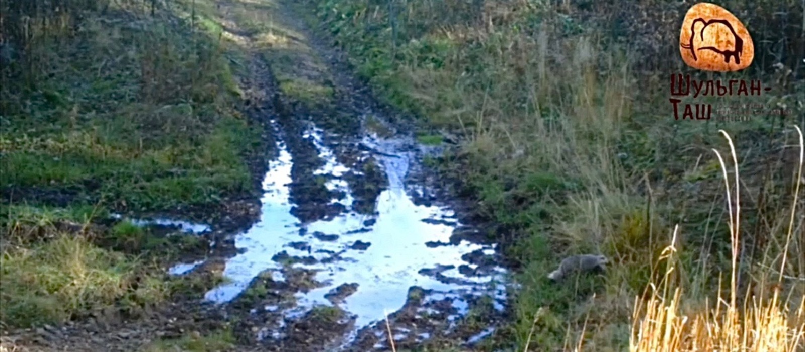 стоп-кадр видео