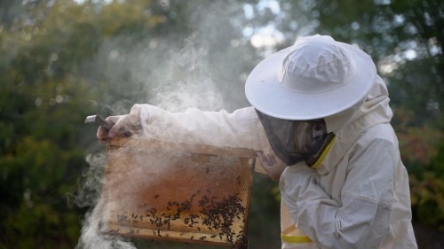 В Башкирии с целью защиты пасек от инфекции намерены бороться с нелегальным завозом пчел