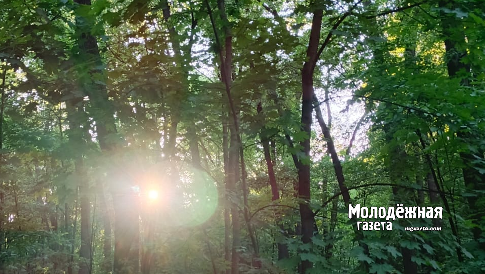 В Башкирии создают уникальное стадо чистокровных зубров