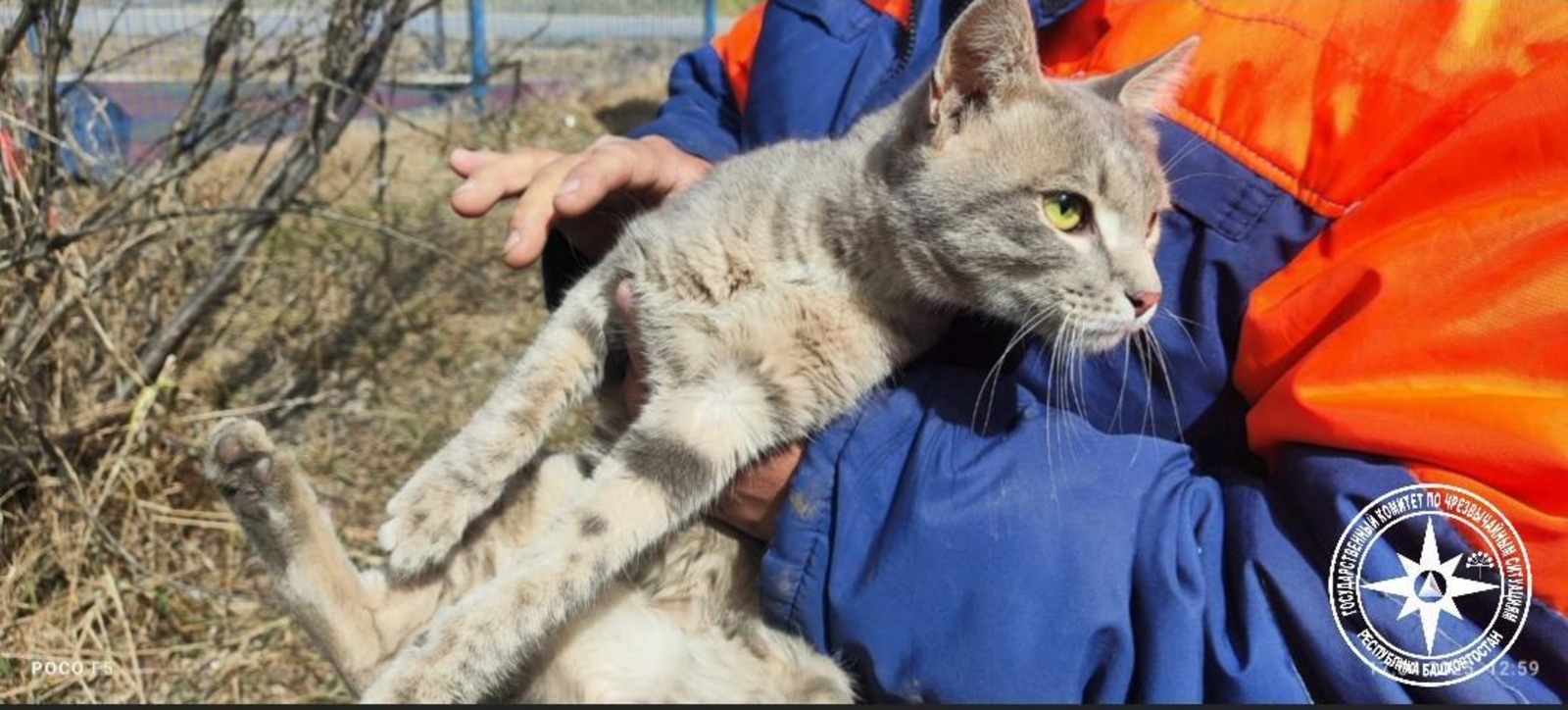 В Башкирии спасатели помогли кошке