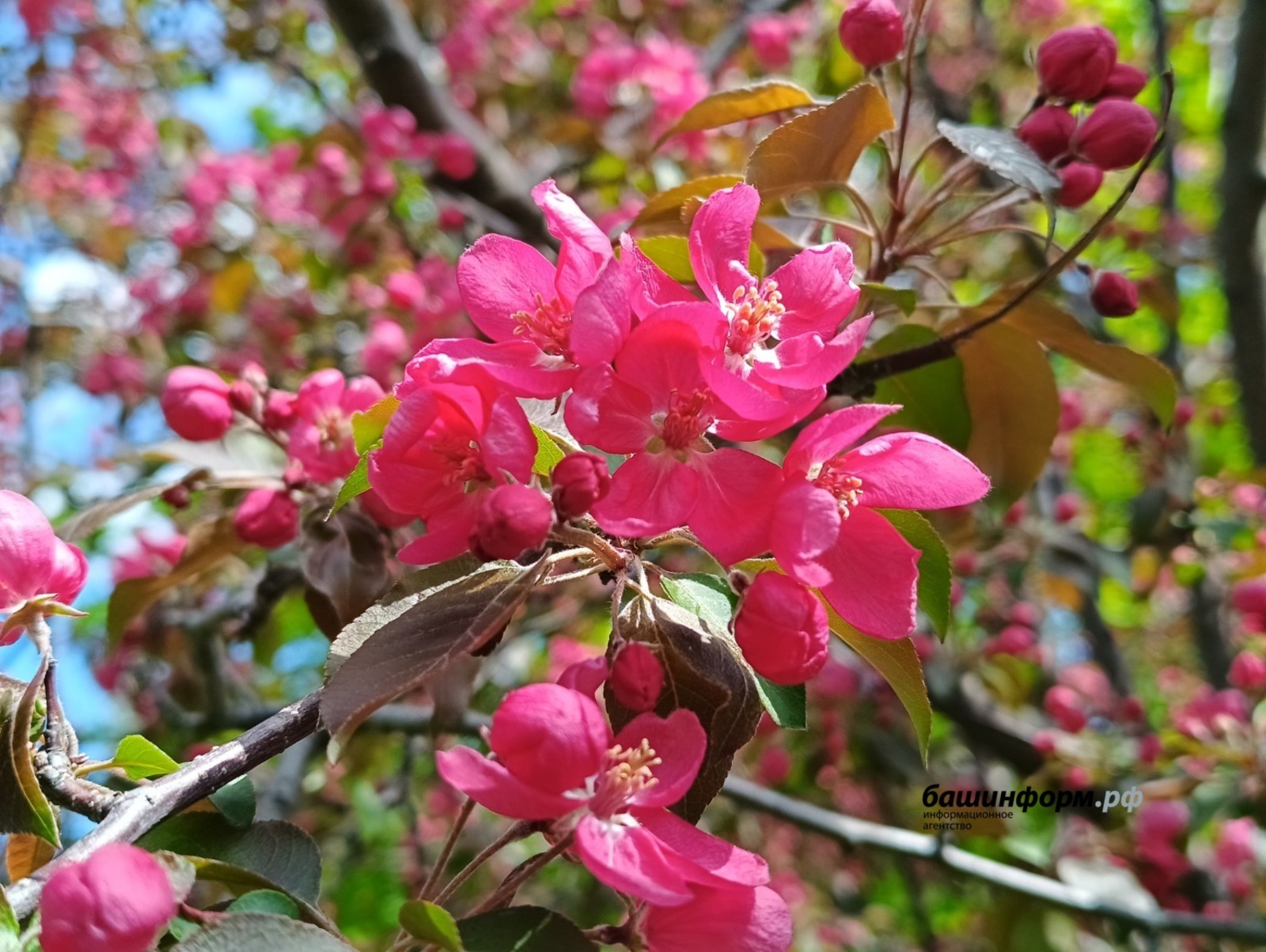 Башкирская сакура цветёт в последний раз перед двухлетней реконструкцией парка