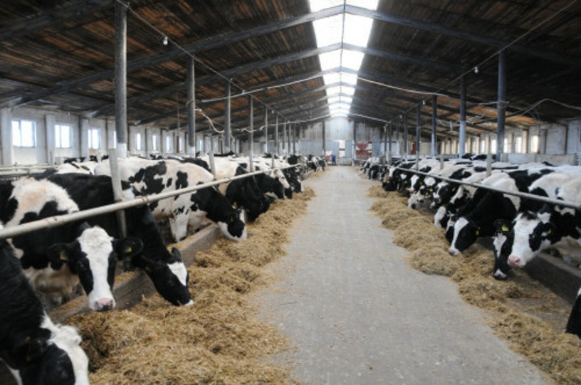 Генетика роста: Башкирия вложит 7 млн в ДНК-тесты 35 тысяч коров