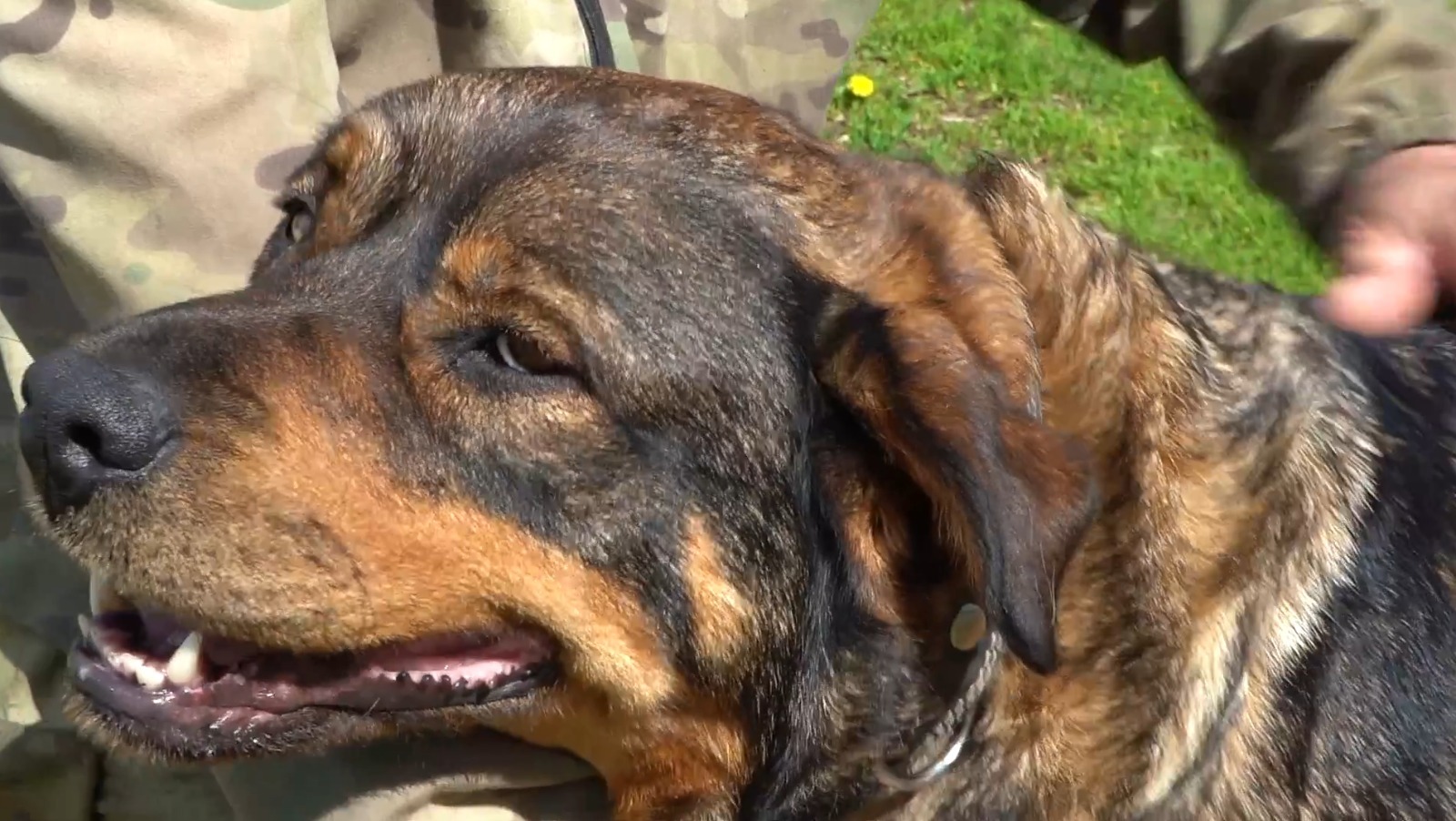 Жестокое обращение. Кого наказывают, когда бьют животных?