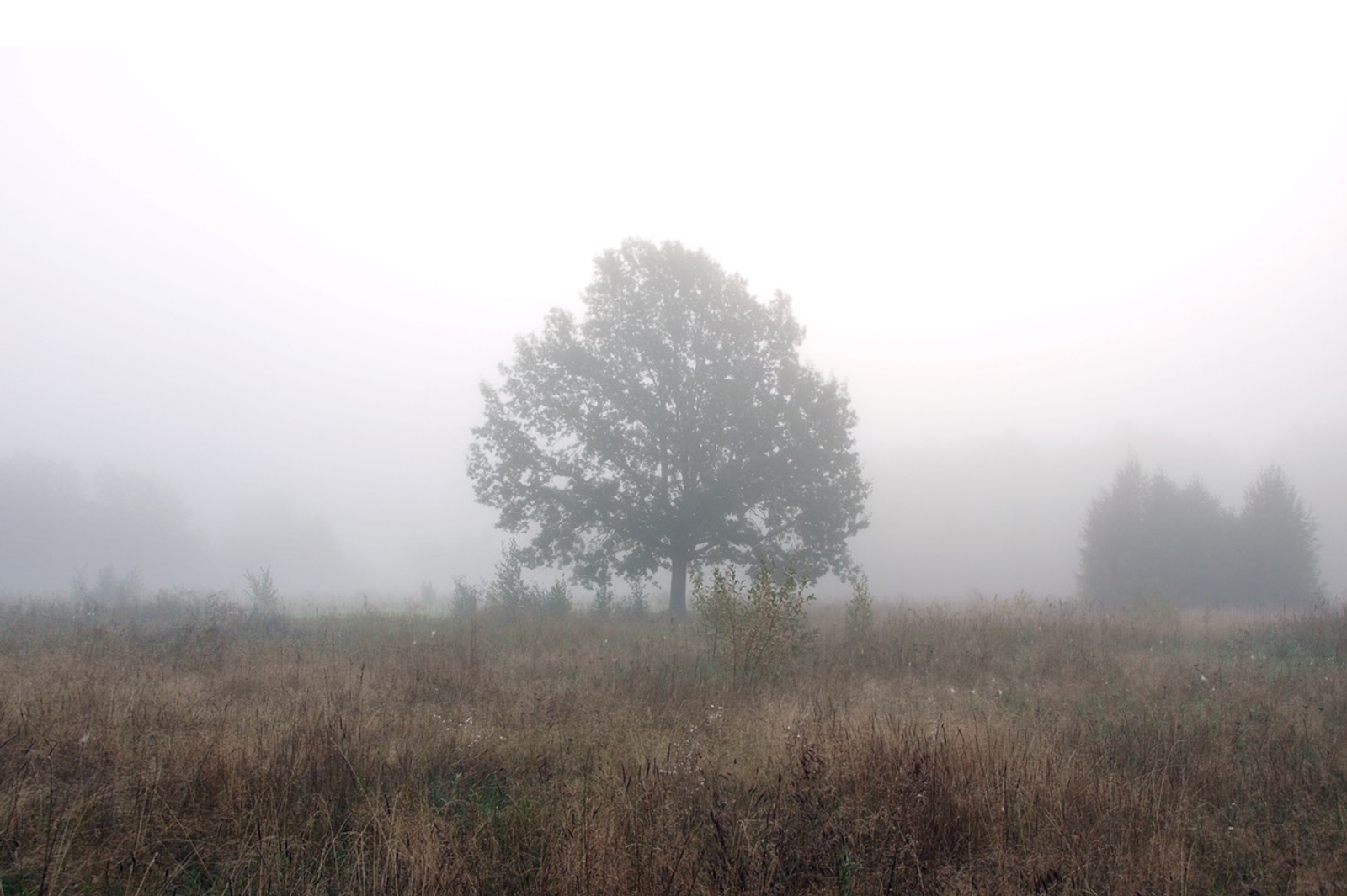 Александр Королев