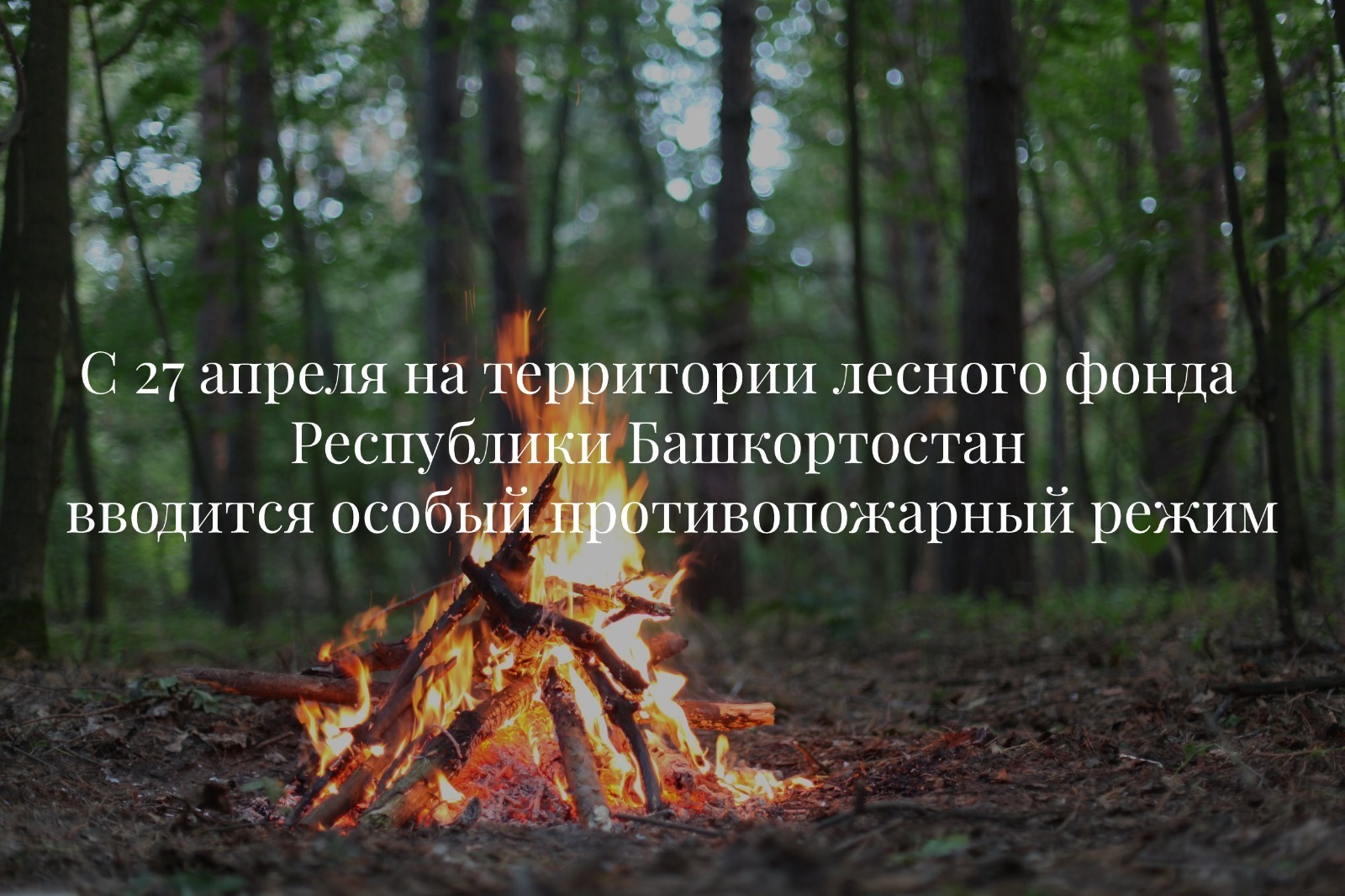 В лесах Башкирии с сегодняшнего дня введён особый противопожарный режим
