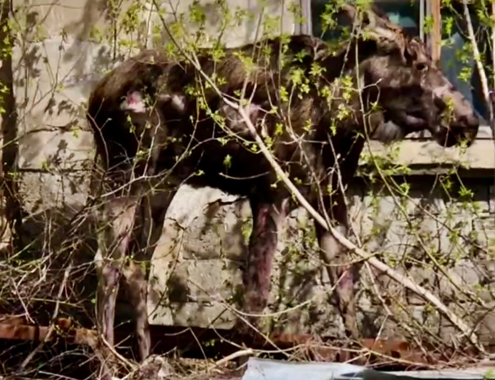 стоп-кадр видео центра «Пин и Пуф»