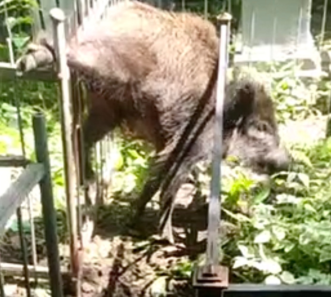 В Уфе спасли кабана, который поранился на кладбище