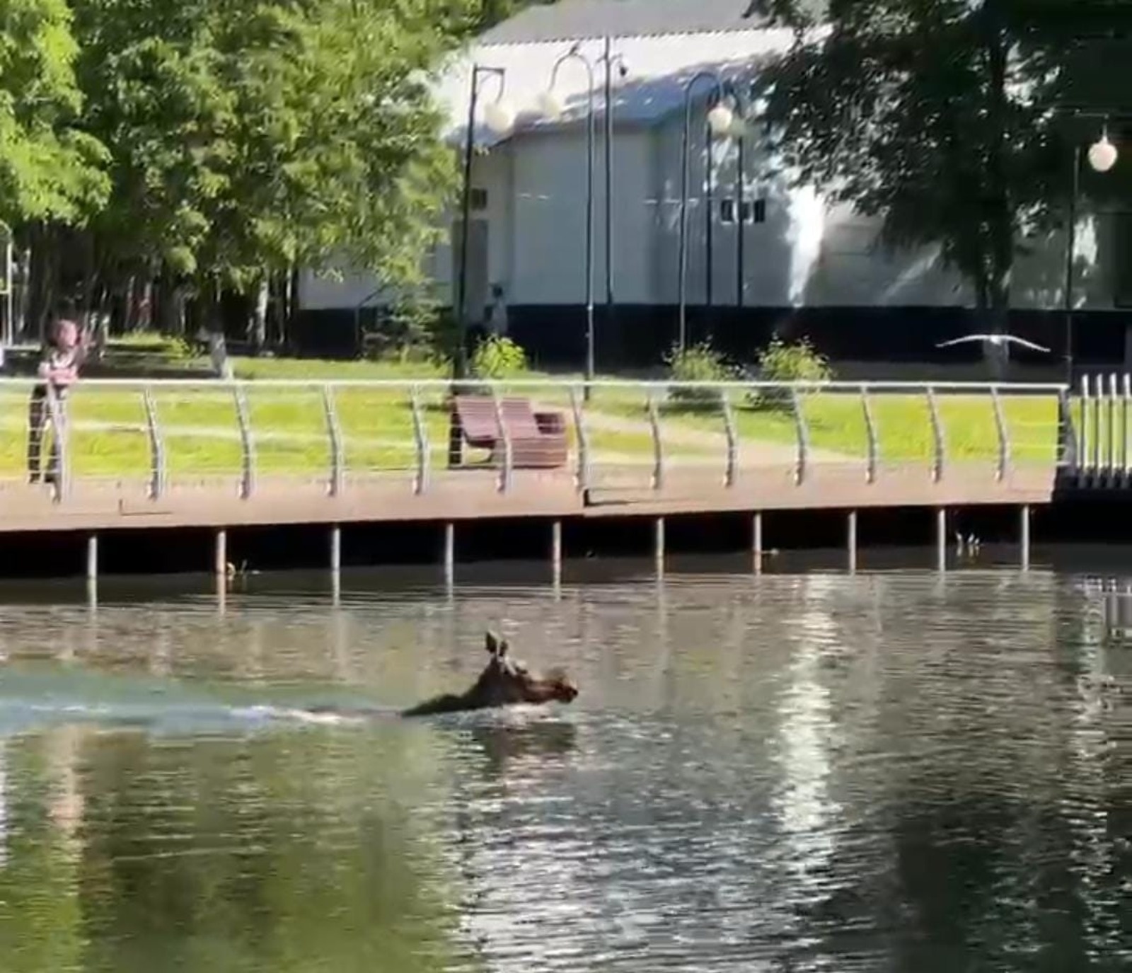 Скриншот видео из соцсетей Минприроды РБ