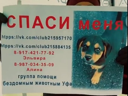 Уфимцы в рамках акции Ищу человека собрали более трех тонн корма для приютов