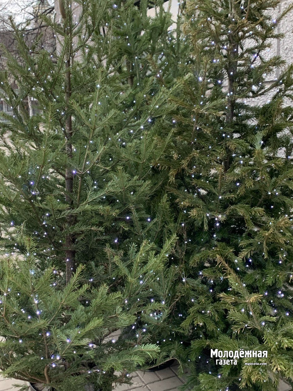 Не выбрасывайте ёлку - в Уфе её можно сдать на переработку и получить мандарин