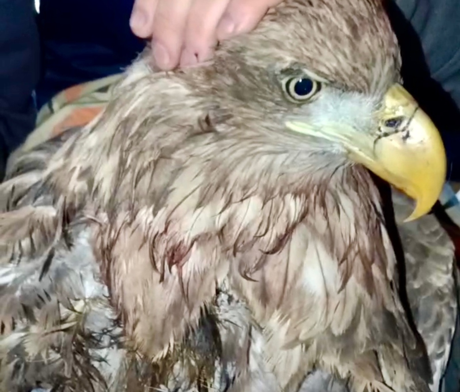 центр «Пин и Пуф»