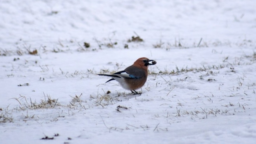 В нацпарке Башкирия сняли редкое видео: сойки дружно запасают желуди