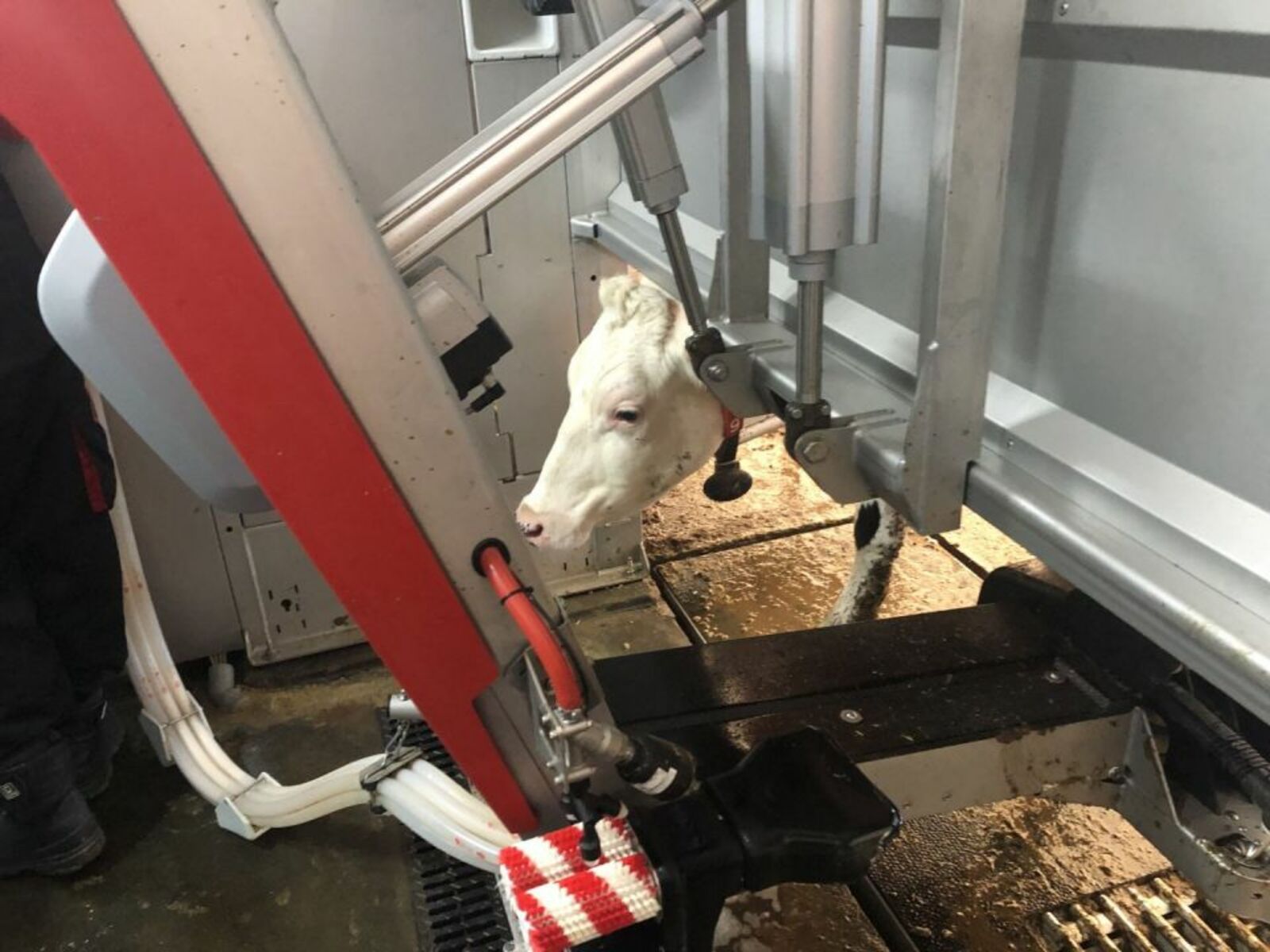 Молочное животноводство Башкирии выходит на новый технологический уровень