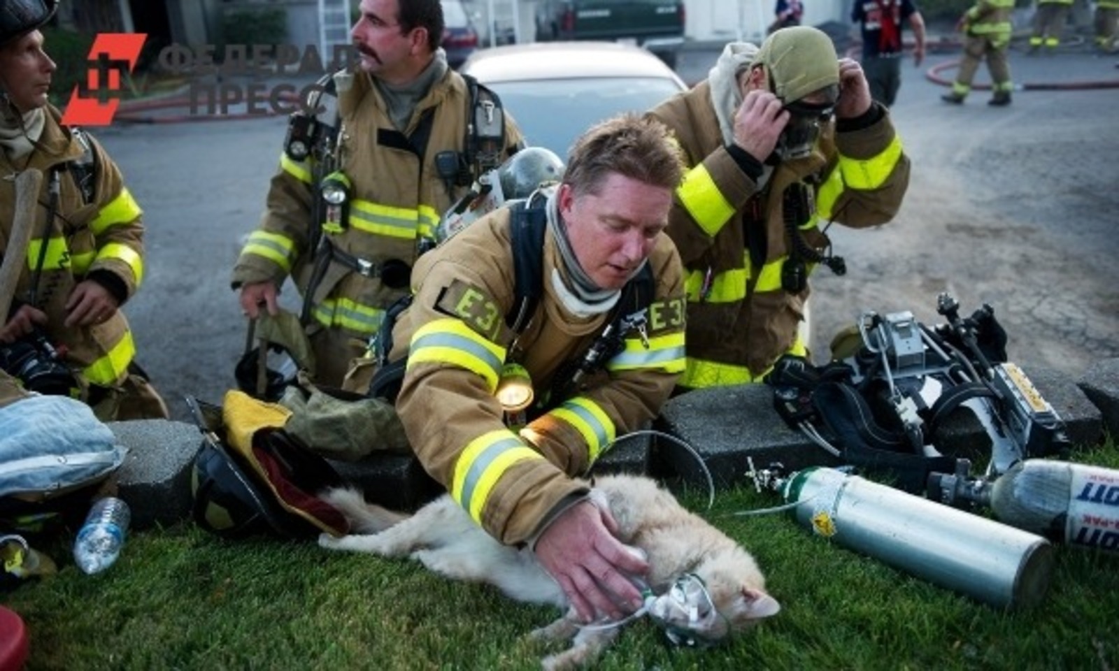 Пожарно спасательное дело. Пожарные спасают животных. Пожарные спасают людей. Пожарные спасают котиков.
